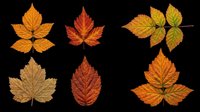Autumn leaves in various shades of orange, red, and gold isolated on transparent background. Ready for t-shirt designs, clipart, stickers, sublimation, and print-on-demand projects.