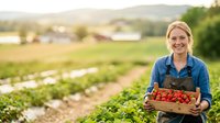 Woman farmer holding crate of fresh strawberries in field during harvest season, agricultural work and organic farming concept.