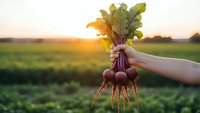 Fresh organic beetroot bunch with green leaves held in hand at sunset over agricultural field for healthy eating and farm-to-table lifestyle.