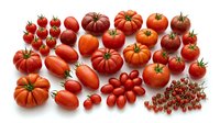 Fresh red tomatoes collection showcasing various sizes and varieties from cherry to beefsteak types isolated on white background for culinary design.