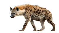 Spotted hyena walking in profile view on white background, isolated wild African predator with distinctive fur pattern and muscular build for nature designs.
