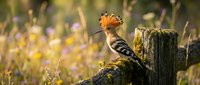 Hoopoe bird with distinctive orange crest perched on weathered wooden fence post in blooming wildflower meadow during golden hour sunset light.