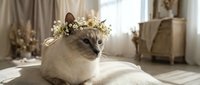 Elegant cat wearing floral crown resting on soft blanket in bright, minimalist bedroom with neutral tones and natural light for home decor and pet lifestyle content.