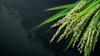 Fresh green rice plant with mature grain ears on dark background for agricultural and farming concepts.