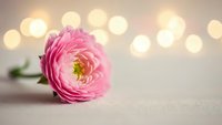 Pink ranunculus flower on soft fabric with warm bokeh lights creating romantic atmosphere for wedding invitations and greeting cards.