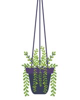 Hanging purple pot with green trailing string of pearls plant on white background, isolated botanical illustration for home decor and garden design projects.