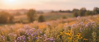 Wildflower meadow at golden hour sunset with purple and yellow blooms in rural countryside landscape for nature backgrounds and seasonal content.