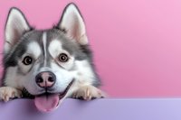 Playful Siberian Husky dog with pink tongue out peeking over purple surface against pink background, looking at camera with bright eyes and friendly expression.