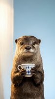 Adorable otter holding delicate teacup in cozy indoor setting with soft lighting for whimsical animal photography and creative advertising campaigns.