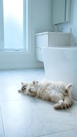 Fluffy tabby cat lying on white bathroom floor tiles near bathtub and window in modern minimalist interior design for relaxation and comfort.