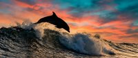 Dolphin jumping out of ocean wave at sunset with dramatic colorful sky and splashing water creating dynamic marine wildlife scene.