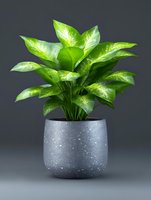 Vibrant green Dieffenbachia plant with variegated leaves growing in modern speckled gray concrete planter against dark background, suitable for interior design projects.
