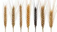 Seven wheat ears of different varieties isolated on white, showcasing golden and dark grain spikes for agriculture and harvest design.