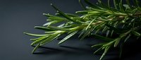 Fresh rosemary sprigs with water droplets on dark surface, ideal for culinary, food styling, and wellness content.
