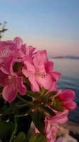 Pink geranium flowers blooming against blurred ocean and sunset sky background, creating romantic coastal atmosphere with soft natural lighting.