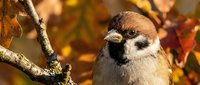 Sparrow perched on branch with autumn foliage, small brown and white bird in natural fall setting for wildlife and nature projects.