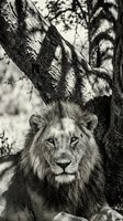 Majestic male lion resting beneath acacia tree in African savanna, black and white wildlife photography capturing raw power and natural beauty in wilderness.