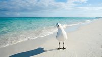 White seagull standing on pristine tropical beach with turquoise ocean waves and clear blue sky creating peaceful coastal paradise scene.