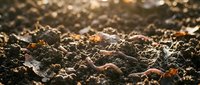 Macro close-up of rich, dark soil texture with organic matter and minerals, ideal for agriculture, gardening, environmental, and nature-related design projects.