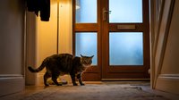 Tabby cat standing in entryway near wooden door with frosted glass panels and warm interior lighting, suitable for pet, home, and lifestyle content.