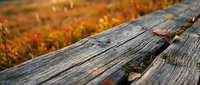 Weathered wooden boardwalk with moss and autumn foliage in soft focus background, suitable for nature and outdoor design projects.