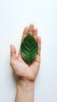 Human hand gently holding fresh green leaf against white background symbolizing environmental care, sustainability and natural protection concepts.