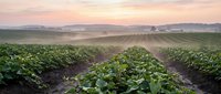 Rows of green crops stretch across fertile farmland at sunrise, with morning mist hovering over the agricultural landscape. Ideal for agriculture, farming, and rural development projects.