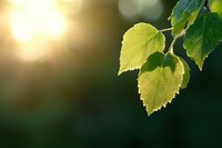 Fresh green birch leaves backlit by warm morning sunlight against blurred natural bokeh background, creating peaceful spring atmosphere in forest.