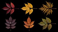 Autumn leaves collection isolated on transparent background, featuring six botanical elements in fall colors including burgundy, gold, orange and green foliage. Ready for clipart, t-shirt design, stickers and print-on-demand projects.