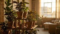 Indoor plants in terracotta pots on wooden stand creating cozy home garden atmosphere with warm sunlight streaming through windows for interior design.
