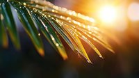 Sunlit pine needles with morning dew drops creating natural bokeh effect against golden sunrise light, macro nature photography capturing fresh forest atmosphere.