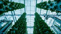 Modern vertical farming greenhouse with lush green climbing plants and vines growing on metal structures, featuring glass ceiling and sustainable agriculture technology for indoor crop production.