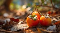 Fresh ripe persimmons with green calyxes on forest floor covered with autumn leaves in warm sunlight, creating rustic natural food scene.
