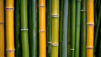 Fresh bamboo stems in vibrant yellow and green colors create natural pattern background with distinctive nodes and internodes, showing organic texture and lines.