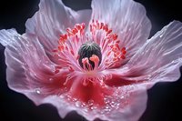 Delicate pink poppy flower macro photography showing intricate stamen details and soft petals with water droplets against dark background. Natural floral art.