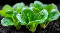 Fresh green lettuce seedlings growing in dark soil with water droplets on leaves for organic farming and healthy eating concepts.