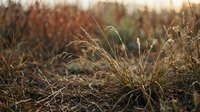Golden autumn grass swaying in warm sunlight with soft bokeh background creating peaceful natural meadow scene for seasonal design projects.