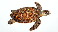 Sea turtle with brown and golden shell patterns isolated on white background, suitable for marine wildlife design, educational materials, and nature-themed projects.