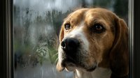 Brown and white beagle looking out rainy window with sad expression, pet loneliness and separation anxiety concept for animal care and emotional support themes.
