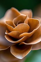 Macro photography of delicate brown rose petals with textured surface and soft edges creating an abstract floral composition against dark green background.