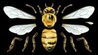 Bee anatomy illustration with isolated wings and body parts on transparent background, ready for educational materials, clipart, t-shirt designs, stickers, and print-on-demand products.