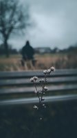 Frost-covered wildflower stems in sharp focus with blurred figure standing by wooden fence in moody winter landscape. Suitable for editorial, seasonal, and contemplative themes.