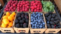 Fresh seasonal berries and citrus fruits arranged in wooden boxes at farmers market display, including raspberries, blackberries, blueberries and kumquats with green leaves.