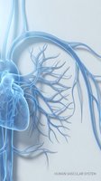 Human cardiovascular system anatomy showing heart and blood vessels in translucent blue medical illustration for healthcare education and presentations.