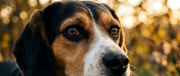Beagle dog with brown and white coat looking at camera outdoors with golden bokeh background, suitable for pet care and animal content.