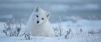 Arctic fox with white winter coat sitting in snowy landscape with frost-covered vegetation. Wildlife photography showcasing natural winter camouflage adaptation.