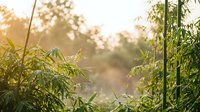 Young bamboo plants with green foliage growing in sunlit garden or plantation setting, ideal for nature, agriculture, and environmental design projects.
