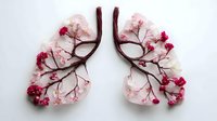 Human lungs made from delicate pink cherry blossom branches with flowers on white background. Medical anatomy concept for healthcare and respiratory wellness.