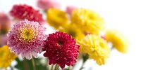 Vibrant chrysanthemum flowers in pink, red, and yellow colors against white background, creating cheerful floral arrangement for greeting cards and celebrations.