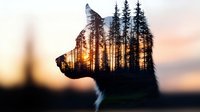 Double exposure silhouette of dog head merged with sunset forest landscape, pine trees and golden sunlight creating artistic nature photography effect.
